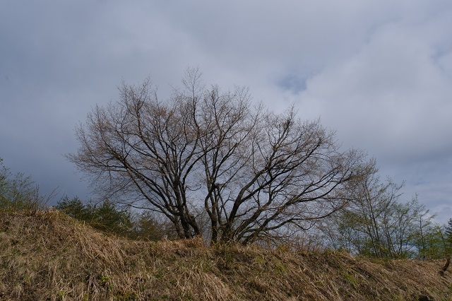 荒砥沢ダムの千手桜の写真