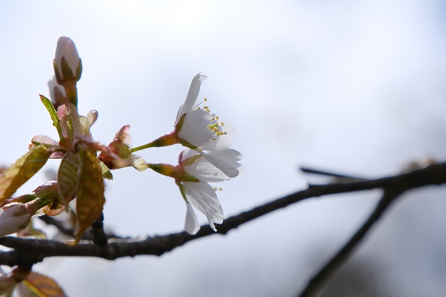 荒砥沢ダムの千手桜の写真