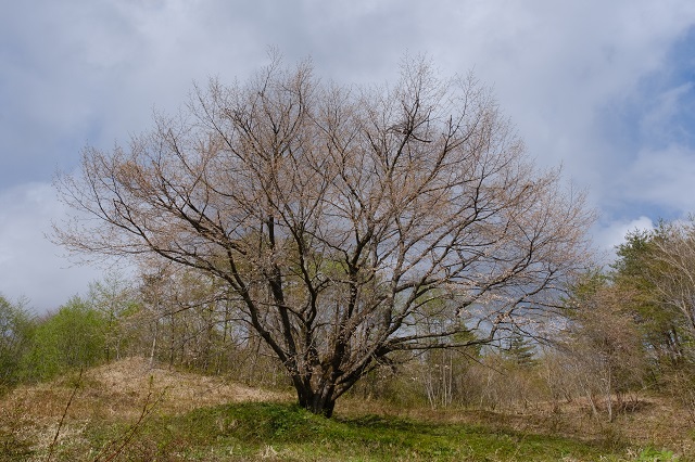 荒砥沢ダムの千手桜の写真