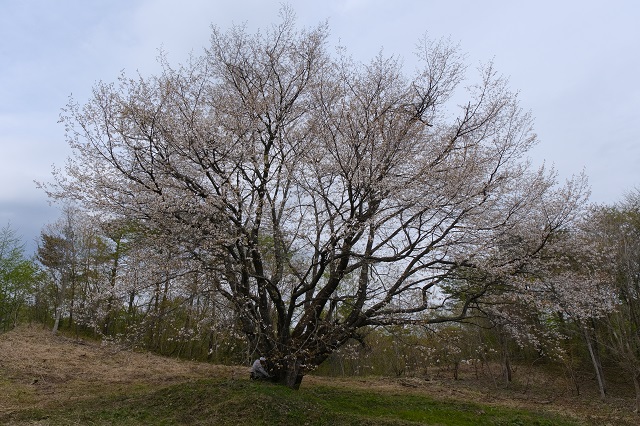 荒砥沢ダムの千手桜の写真