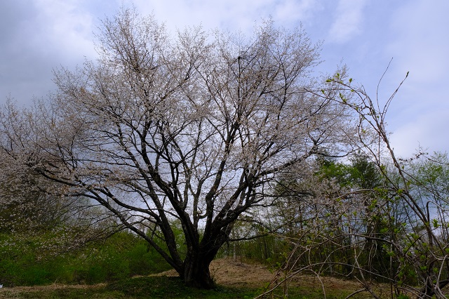荒砥沢ダムの千手桜の写真