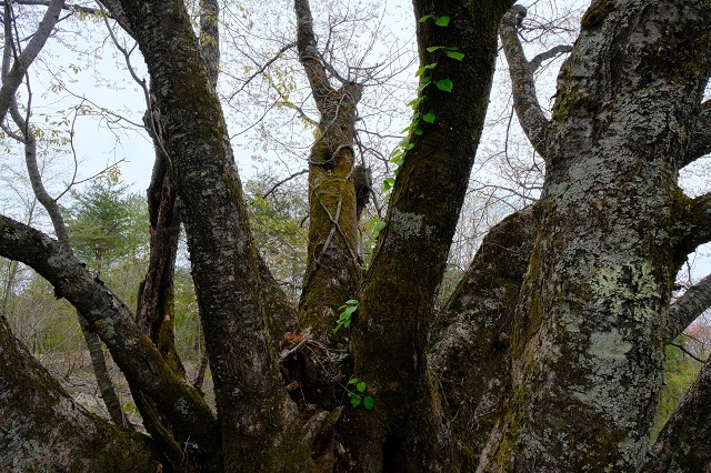 荒砥沢ダムの千手桜の写真