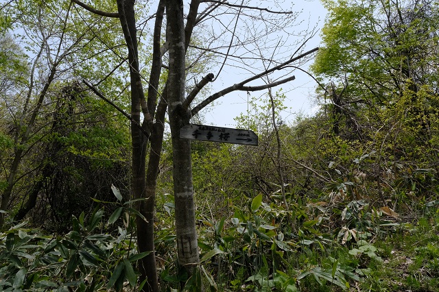 荒砥沢ダムの千手桜の案内板