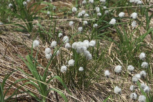 世界谷地原生花園のワタスゲ