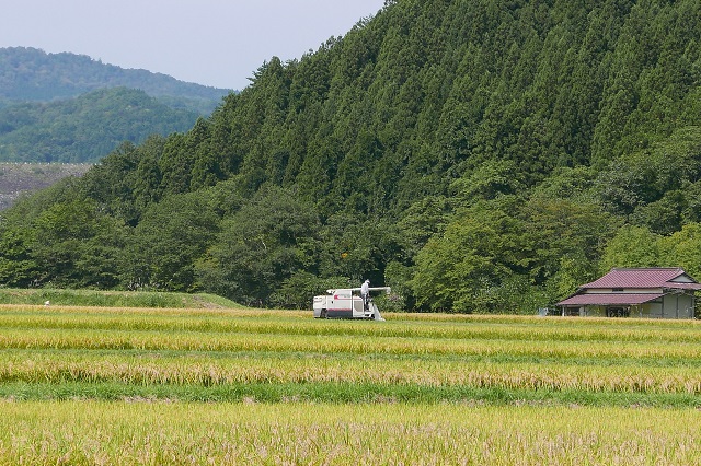 ひとめぼれの栽培工程写真