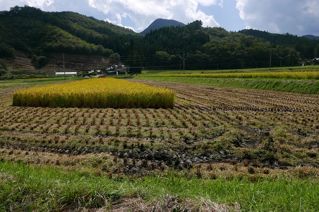 ひとめぼれの栽培工程写真