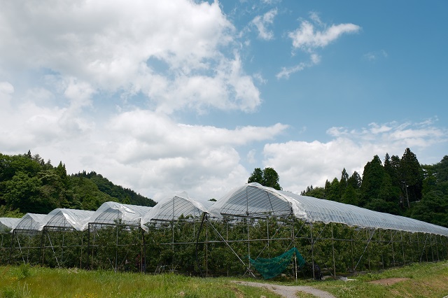 阿部農園サクランボ園の全景写真