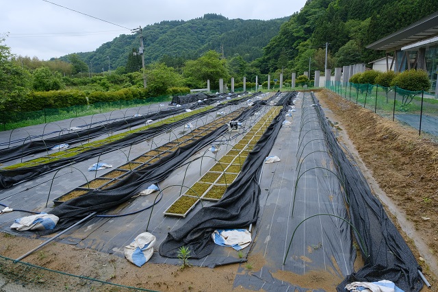 苔の畑の状況写真