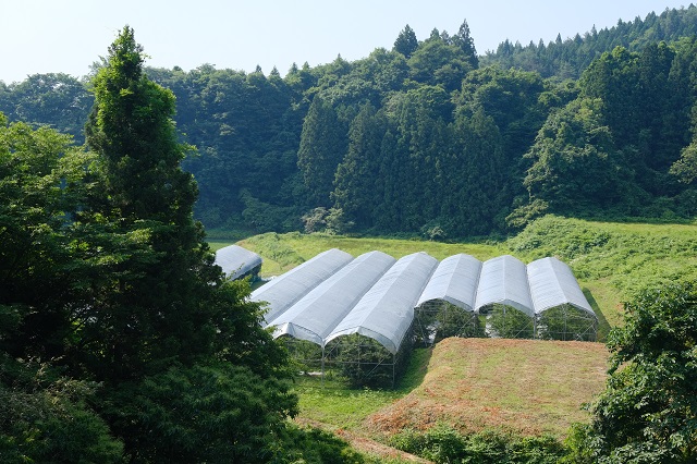 阿部農園サクランボ園の全景写真