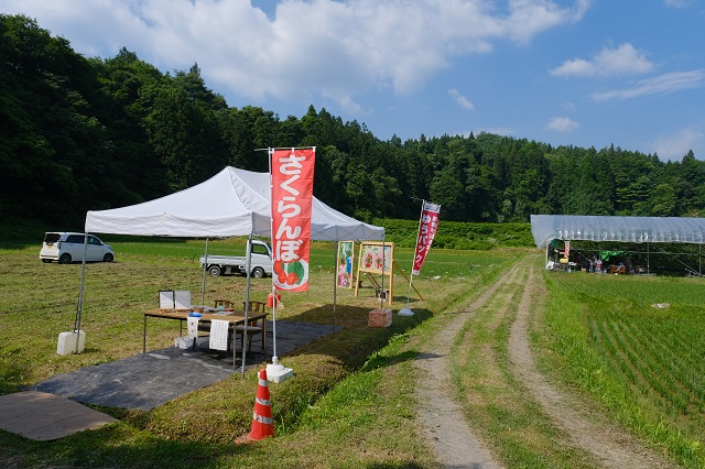 阿部農園のサクランボ狩りの受付