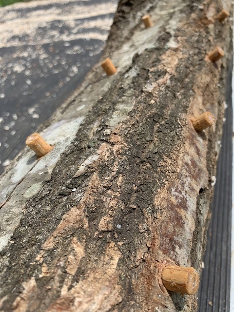 原木に菌を差し込んだ写真