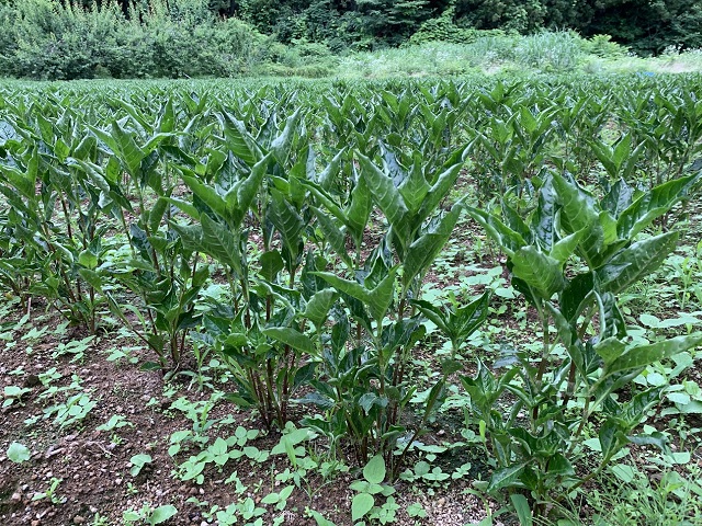 大きくなった藍の写真