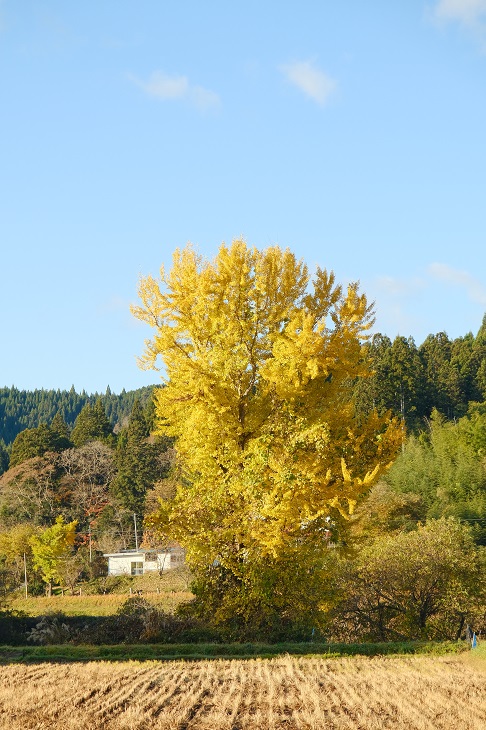 文字の黄色に紅葉した銀杏木の写真