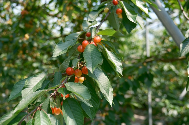 文字のサクランボ