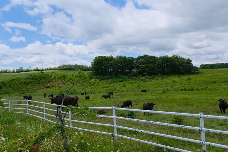 深山牧野の牛の放牧