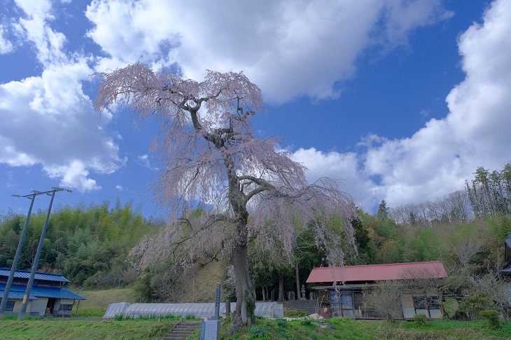 茂庭綱元公墓所の桜