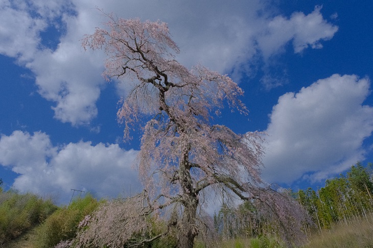 茂庭綱元公墓所の桜