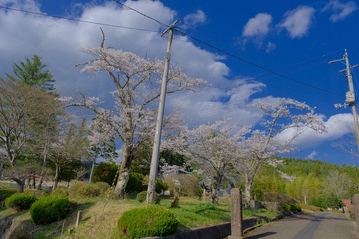 文字愛の館の桜