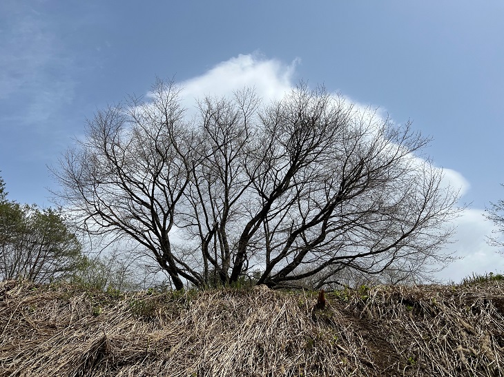 千手桜の開花前