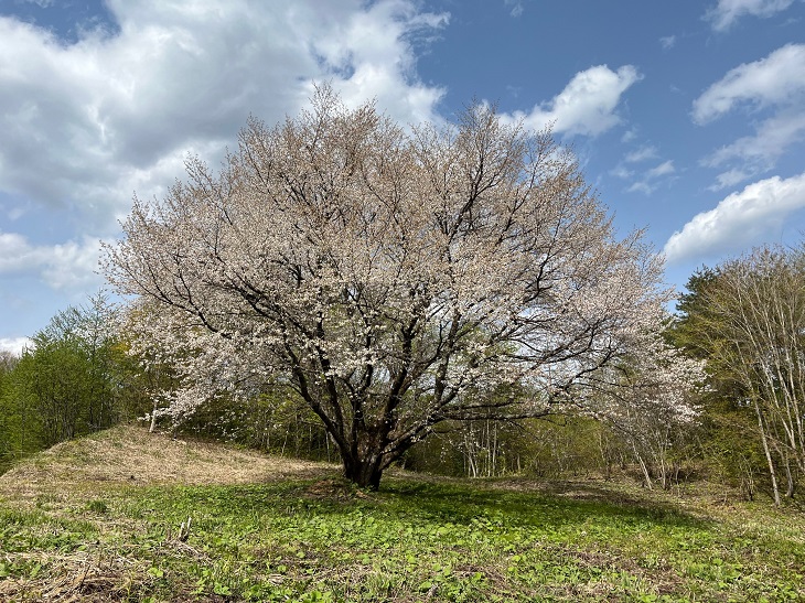 千手桜の満開の写真