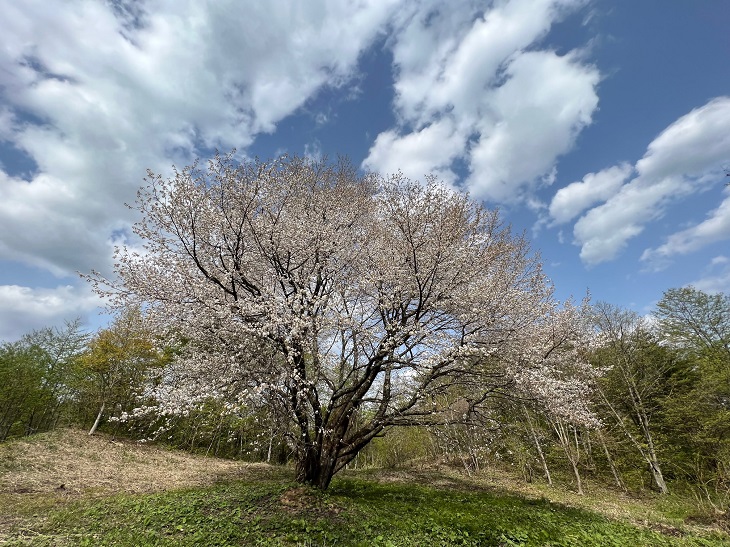 千手桜の満開の写真