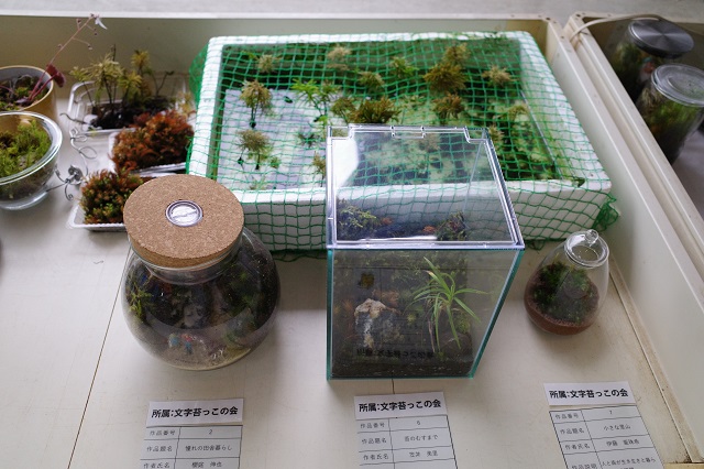 藍フェア「苔部門の展示」