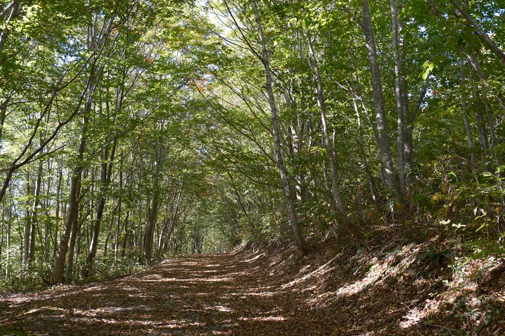 世界谷地原生花園への遊歩道