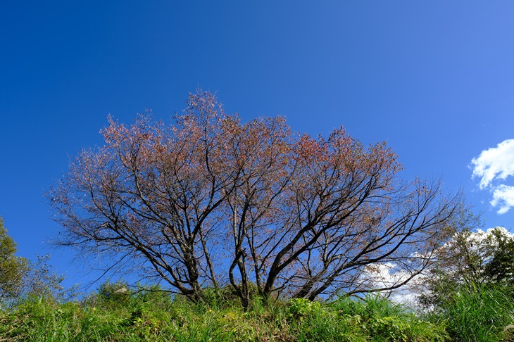 秋の千手桜