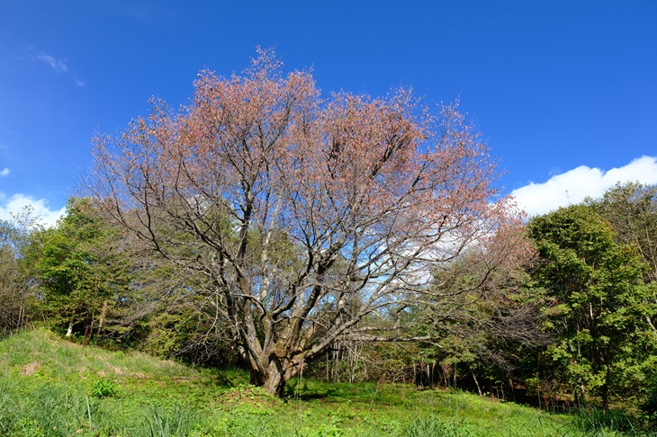 秋の千手桜